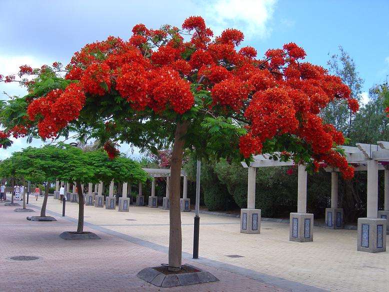 Canarie